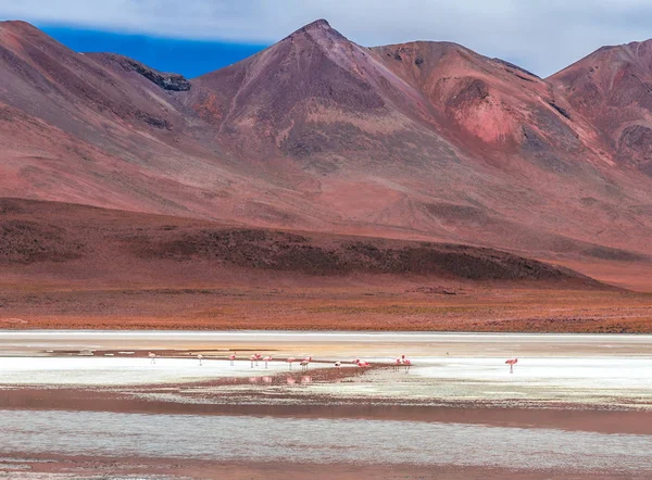 Scenérie plameňáků v laguně na pozadí bolivijské hory — Stock fotografie