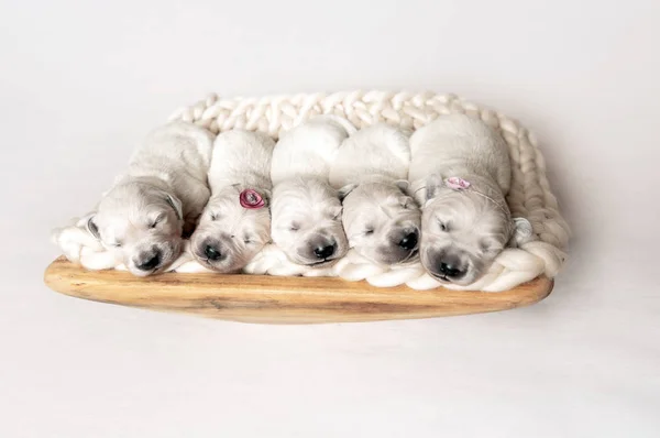 Newborn golden retriever puppies sleeping — Stock Photo, Image