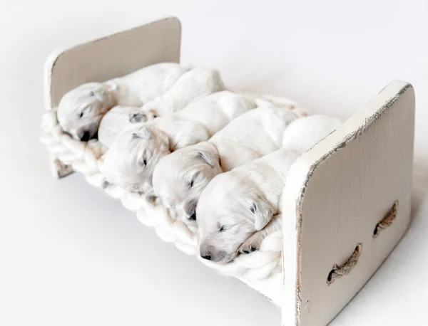 Side view of five cute newborn golden retriever puppies sleeping — Stock Photo, Image