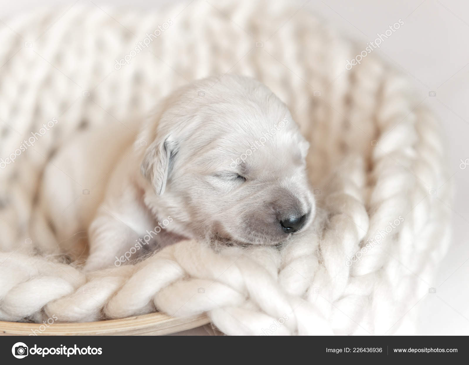 cute newborn puppies