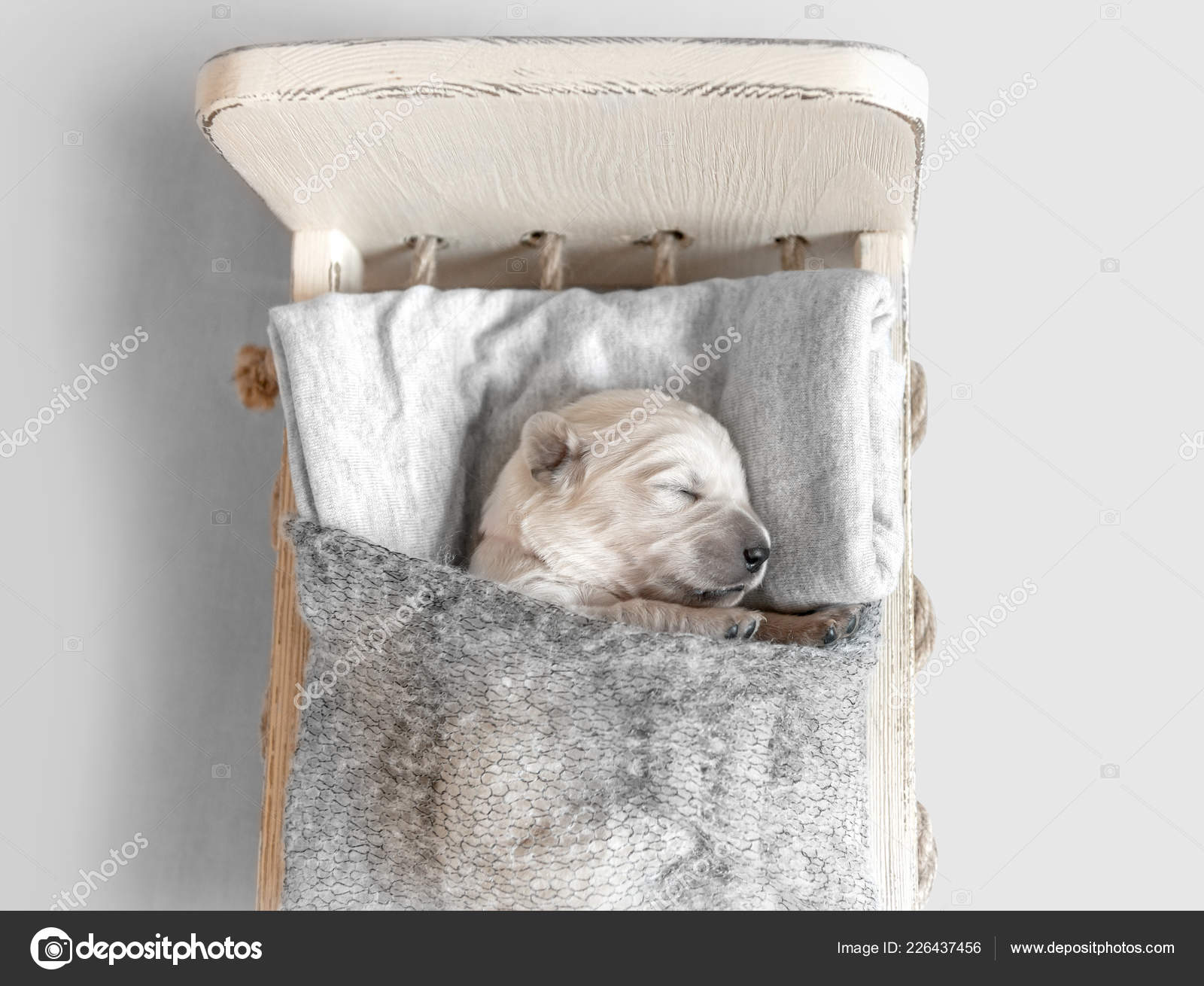 Top View Of Cute Newborn Golden Retriever Puppy Sleeping In The