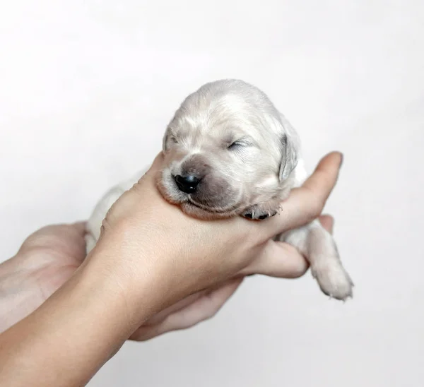 Closeup of cute fluffy newborn golden retriever puppy holding in hands — Stock Photo, Image