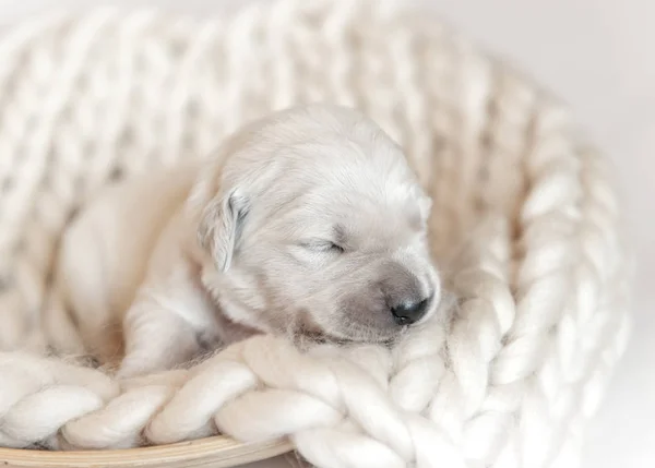 Gros plan de mignon touffu nouveau-né golden retriever chiot dormir — Photo