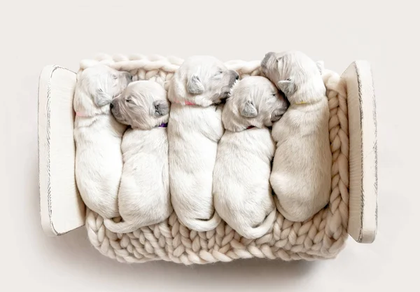 Vista dall'alto di cinque simpatici cuccioli appena nati golden retriever addormentati — Foto Stock