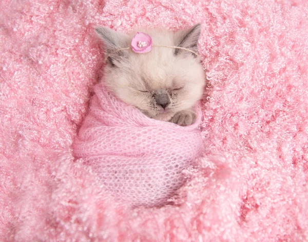 新生的英国小猫睡在粉红色的皮毛 — 图库照片