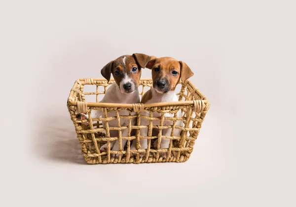 Two white jack russell terrier puppies in busket — Stock Photo, Image