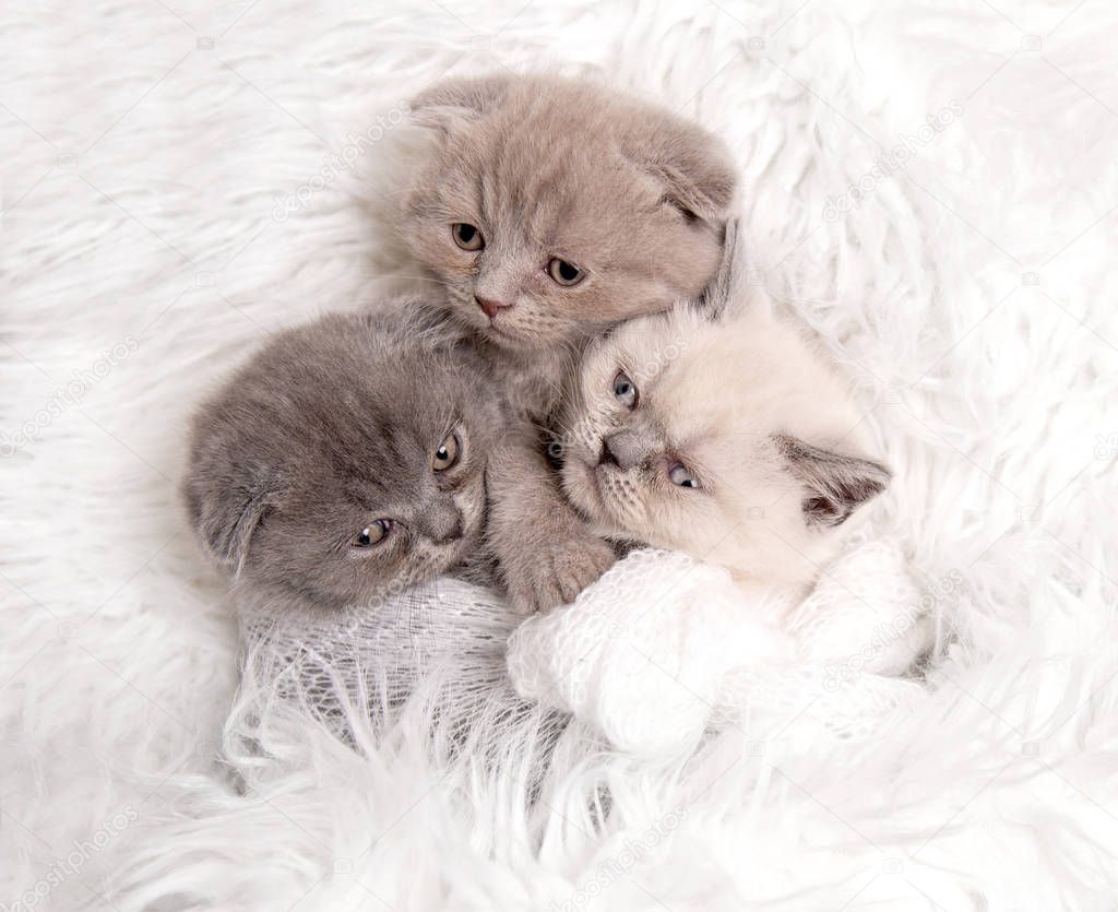newborn british kitten sleeps on pink fur