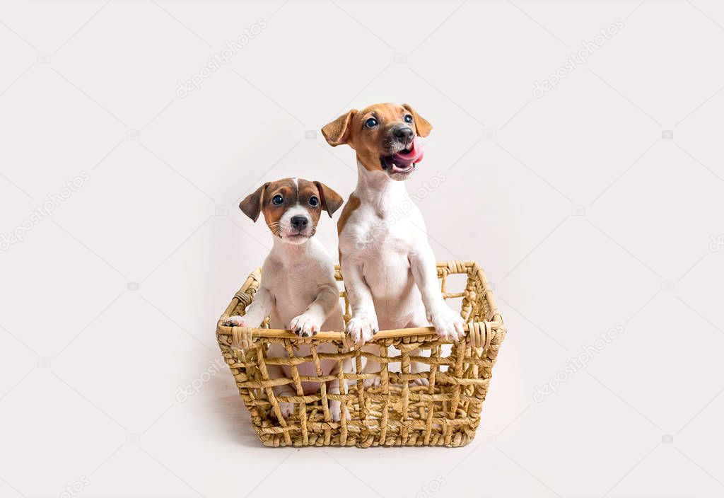 Two white jack russell terrier puppies in busket