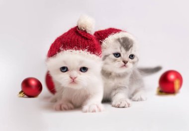 küçük şirin kedi yavrusu