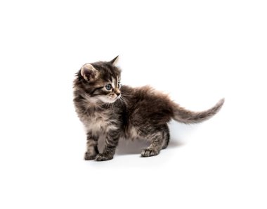 İzole küçük şeritli yavru kedi