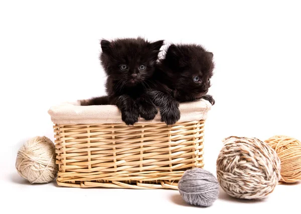 Petits chatons noirs dans un panier — Photo