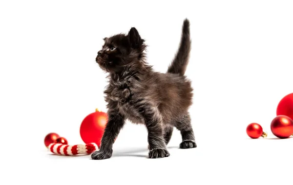Μικρό σκοτεινό γατάκι απομονωμένες — Φωτογραφία Αρχείου