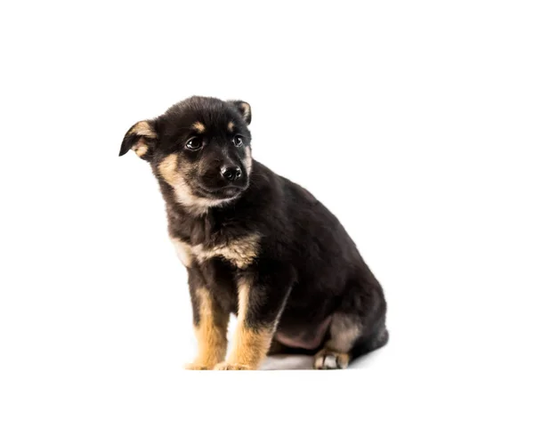 Duitse herder pup geïsoleerd — Stockfoto