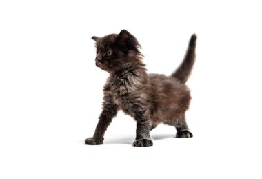 İzole küçük siyah yavru kedi