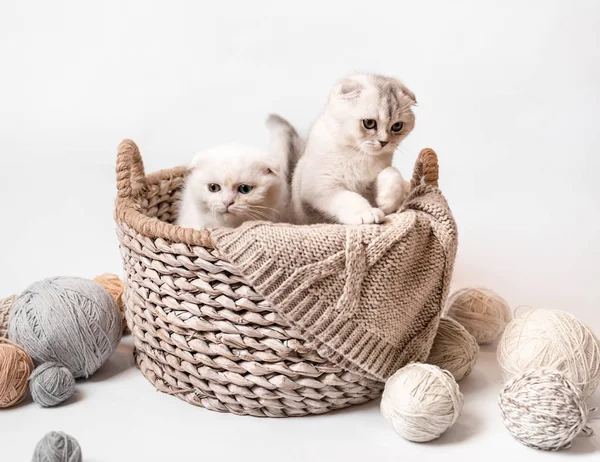 Dos gatitos esponjosos escoceses — Foto de Stock