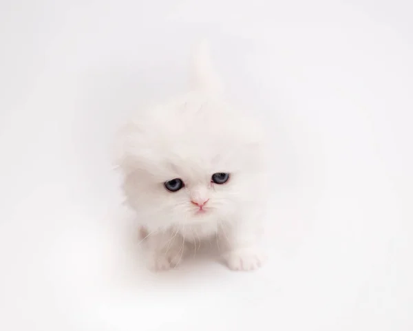 Little Scottishkitten isolated — Stock Photo, Image