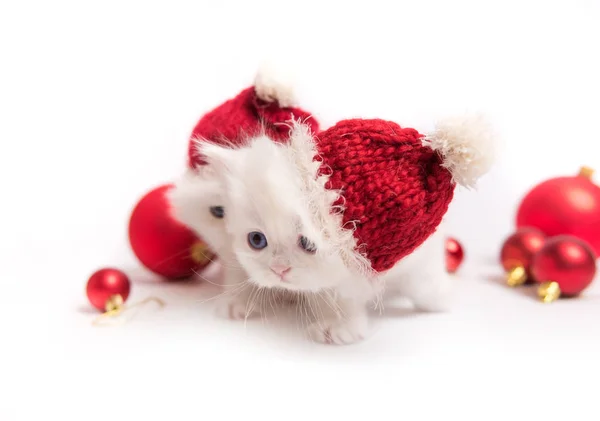 Котята в новогодних шляпах — стоковое фото