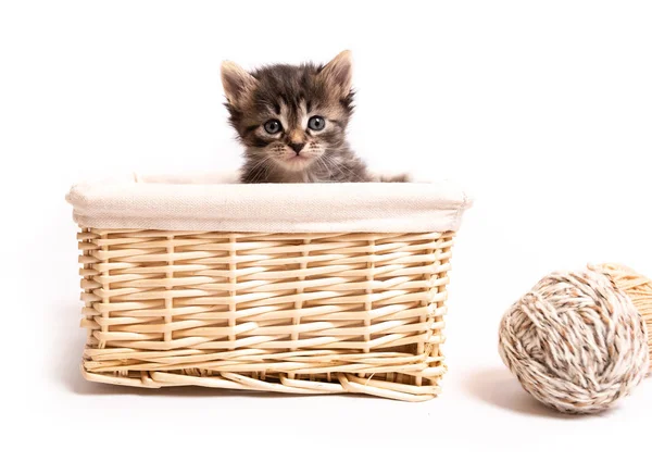 Flauschiges Kätzchen im Korb — Stockfoto