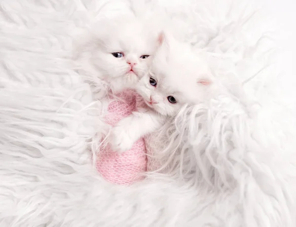 Gatitos escoceses recién nacidos en piel blanca — Foto de Stock