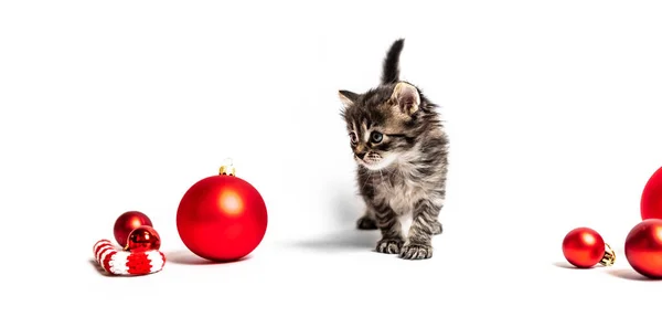 Kleines pelziges Kätzchen mit roten Kugeln — Stockfoto