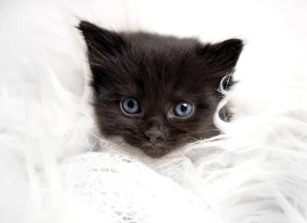 Pequeno gatinho preto isolado — Fotografia de Stock