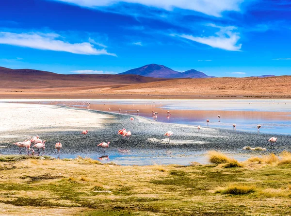 Flamencos en laguna de Colorado — Foto de Stock