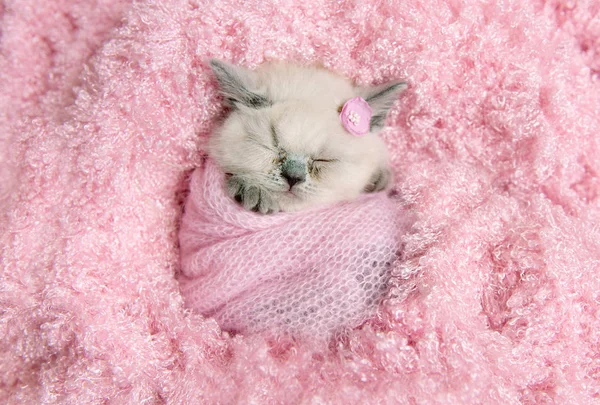 Newborn british kitten sleeps on pink fur — Stock Photo, Image