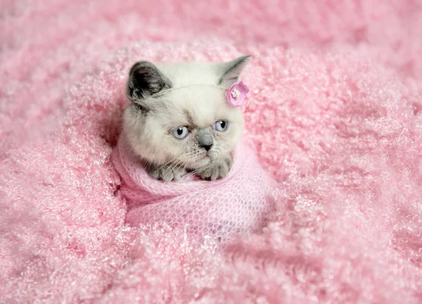 Recém-nascido britânico gatinho dorme na pele rosa — Fotografia de Stock