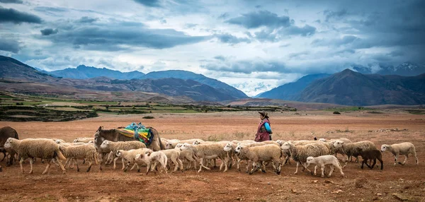 Herder toonaangevende kudde schapen — Stockfoto