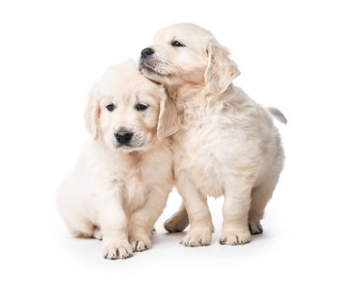 Birlikte izole iki golden retriever yavru