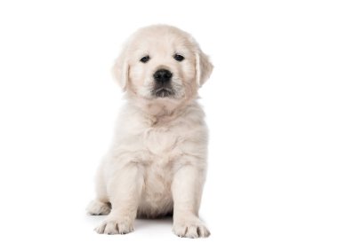 Golden Retriever yavrusu tek başına oturuyor