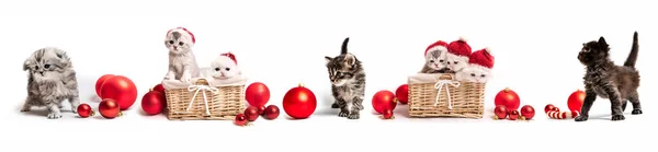 Yeni yıl süslemeleri ile yavru kedi kümesi — Stok fotoğraf