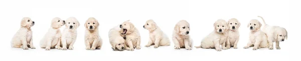 Serial of golden retriever puppies isolated — Stock Photo, Image