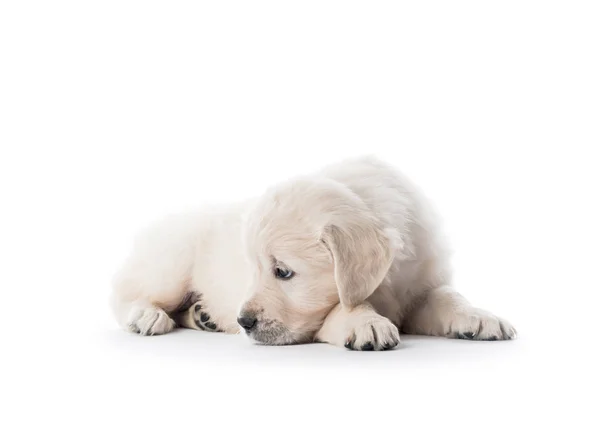 Golden retriever köpek yavrusu izole yalan — Stok fotoğraf