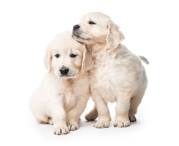 Zwei Golden Retriever Welpen zusammen isoliert — Stockfoto