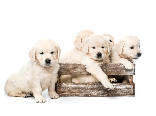Five golden retriever puppies together isolated — Stock Photo, Image