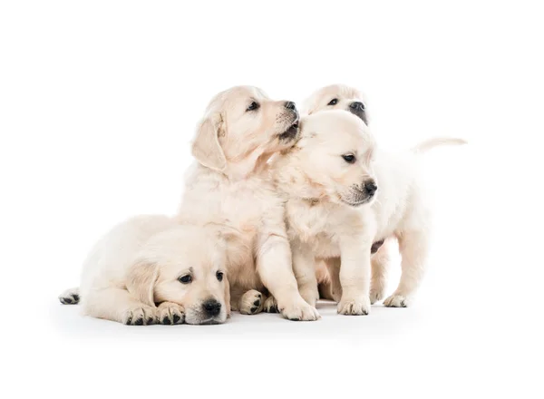 Four golden retriever puppies sitting together isolated — Stock Photo, Image