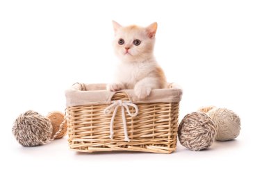 İzole sepeti de sevimli beyaz kedi