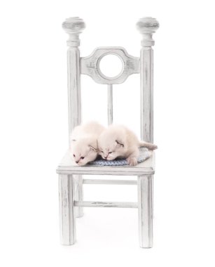 İzole yeni doğan iki beyaz yavru kedi