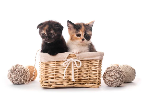 Deux chatons mignons dans le panier isolé — Photo