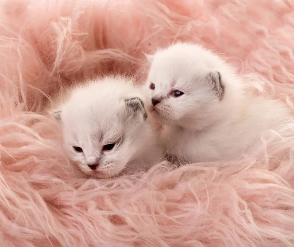 Twee witte pasgeboren kittens — Stockfoto