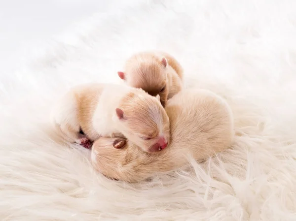 Three newborn chihuahua puppies — Stock Photo, Image