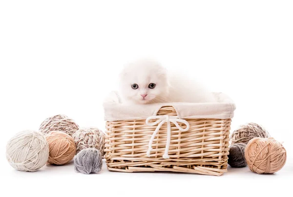 Chaton blanc mignon dans le panier isolé — Photo