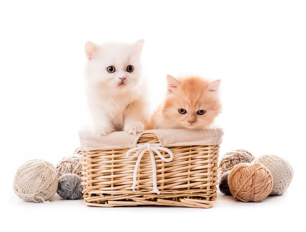 Deux chatons blancs mignons dans le panier isolé — Photo