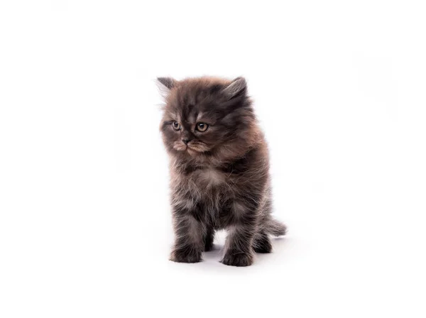 分離された暗い毛皮のかわいい子猫 — ストック写真