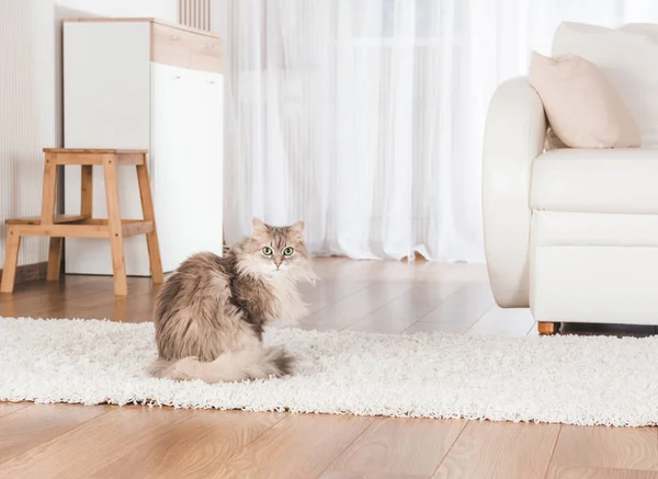 Kat liggen op tapijt — Stockfoto