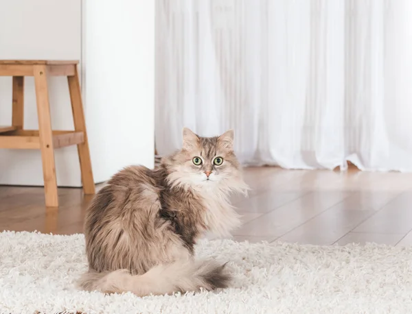 Macska feküdt szőnyeg — Stock Fotó