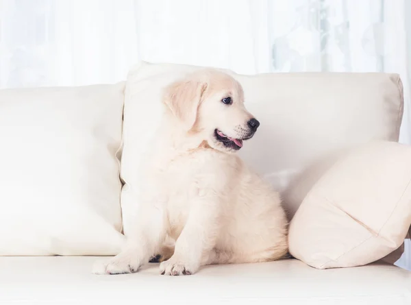 Cachorro en sofá —  Fotos de Stock