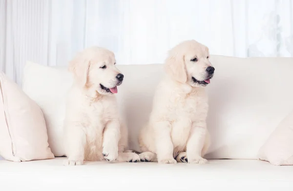 Два щенка на диване — стоковое фото
