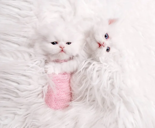 Gatito escocés recién nacido en piel blanca — Foto de Stock